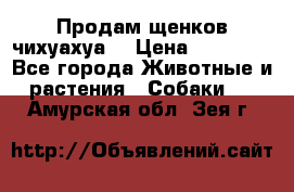 Продам щенков чихуахуа  › Цена ­ 10 000 - Все города Животные и растения » Собаки   . Амурская обл.,Зея г.